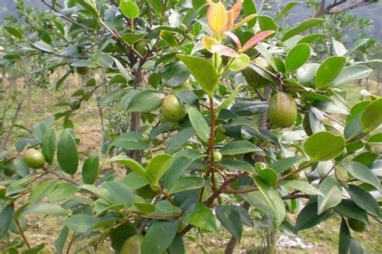 油茶苗种植多少米一株合适？