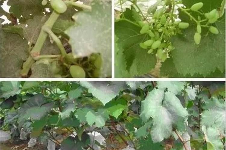 葡萄园守护者：防止落花落果的技术策略