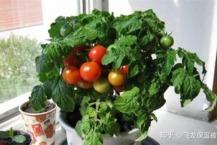 家中阳台，红彤彤的果实——盆栽西红柿的种植全攻略