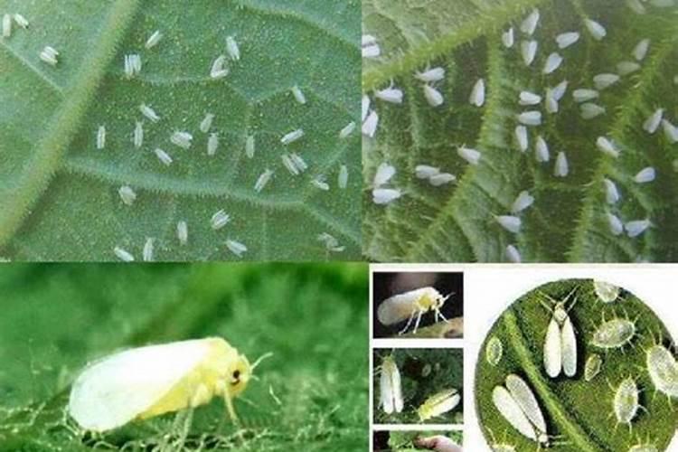 战胜田间小敌：棉花生虫与白飞虱的有效防治策略