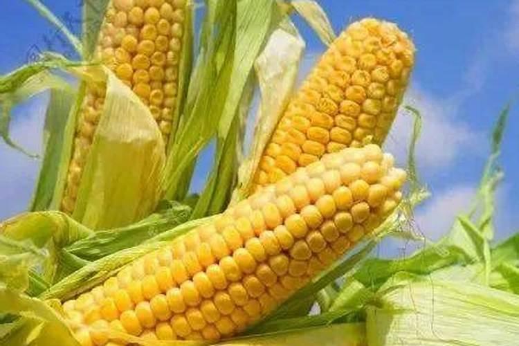夏玉米生产技术意见：高效农业的黄金指南