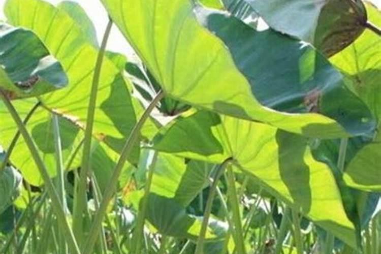 芋头叶子发黄是什么原因引起的？