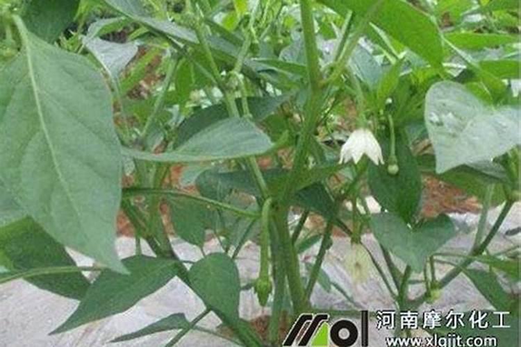 辣椒大批落花落果是什么原因？