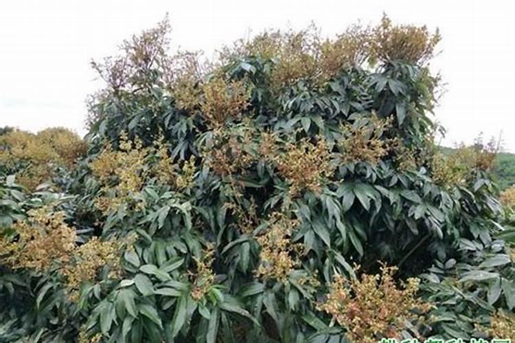 揭秘荔枝沤花：原因剖析与防治策略