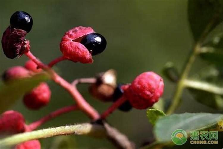 花椒锈病的症状、发病时间及防治方法？