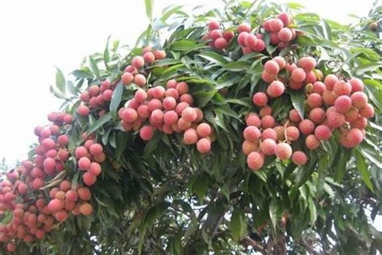 种荔枝霜冻后的补救措施