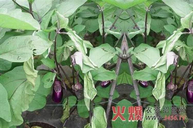 茄子青枯病的防治方法？