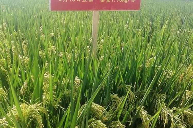 草甘膦的实用小配方,你都有哪些了解呢？