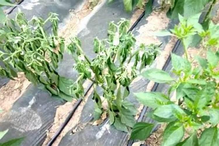 战胜辣椒青枯病：全面防治策略解析
