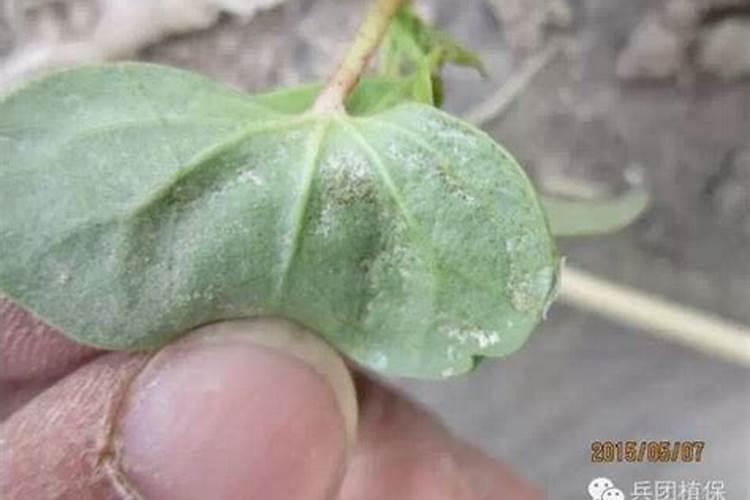 棉花棉蓟马防治技术：守护白色宝藏的绿色盾牌