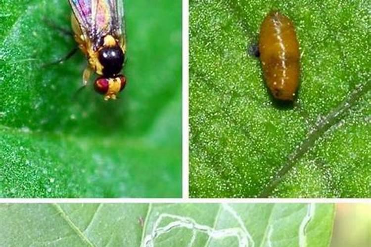揭秘：如何有效防治韭菜潜叶蝇，确保您的菜园丰收无忧？