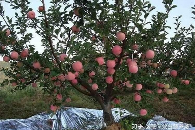 甜橙初果果树施肥需注意事项
