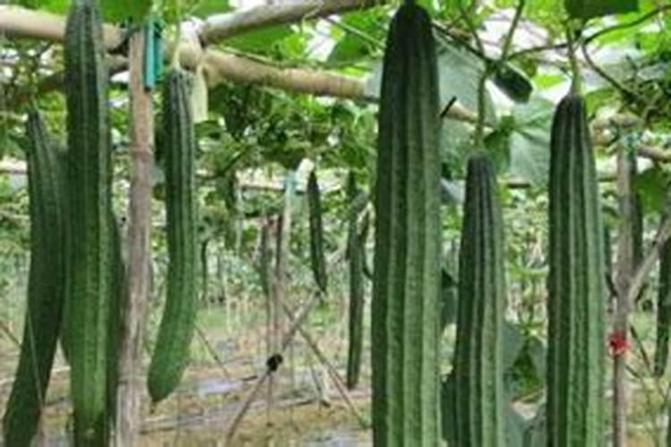 北方地区暖棚种植丝瓜主要防哪些病虫害呢？