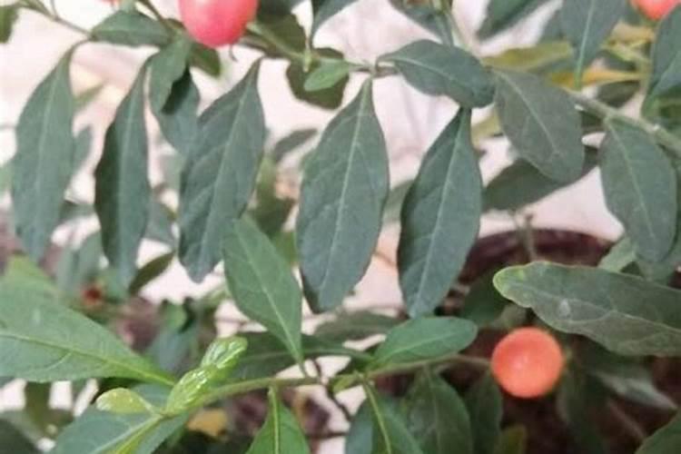 花生只开花不结果什么原因？