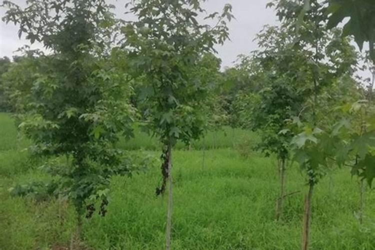 枫香价格多少钱一棵？枫香的种植技术