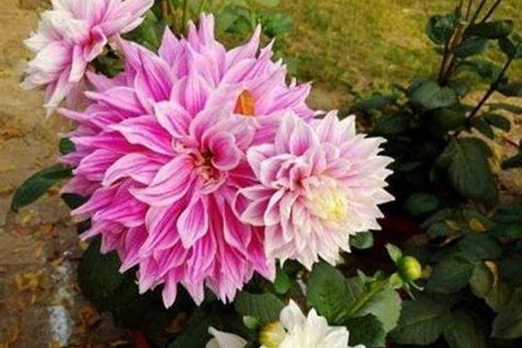 地瓜花的冬日绽放：掌握关键栽培技巧