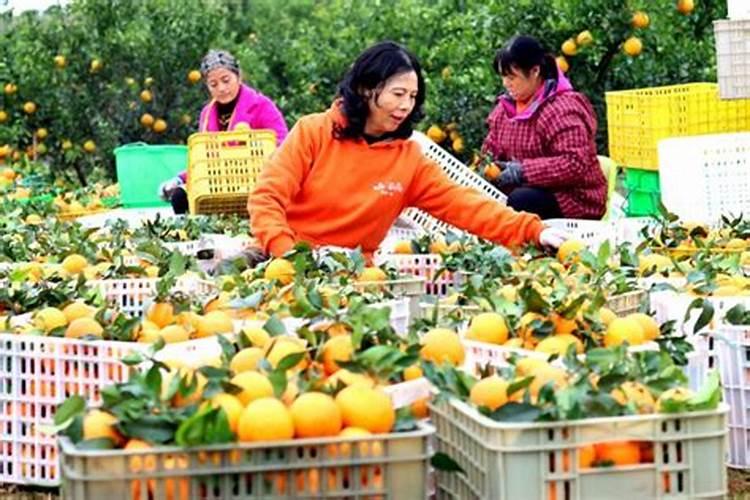 应对气候变迁：精细化管理确保柑橘产业繁荣