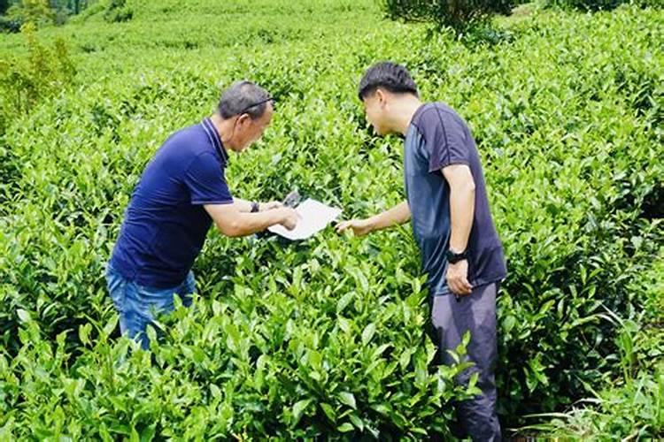 绿意盎然：茶园病虫害的生物防控策略