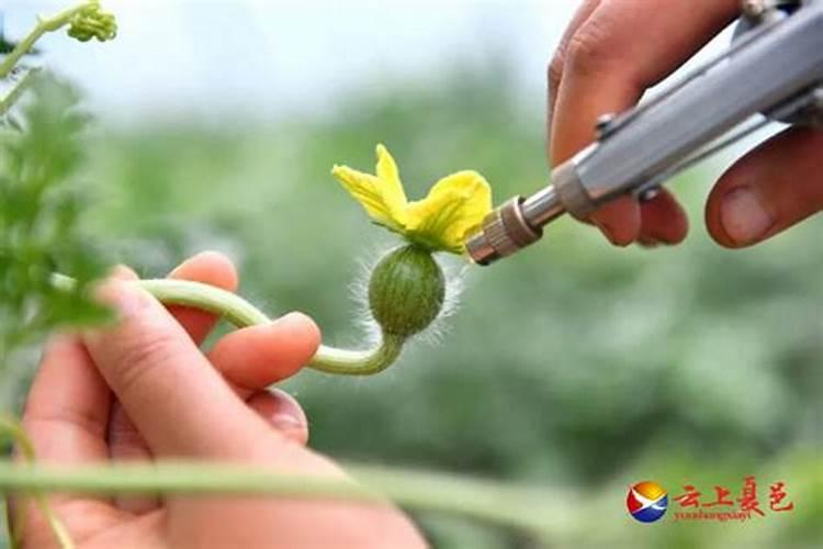 五步走：确保大棚西瓜人工授粉的高效与成功