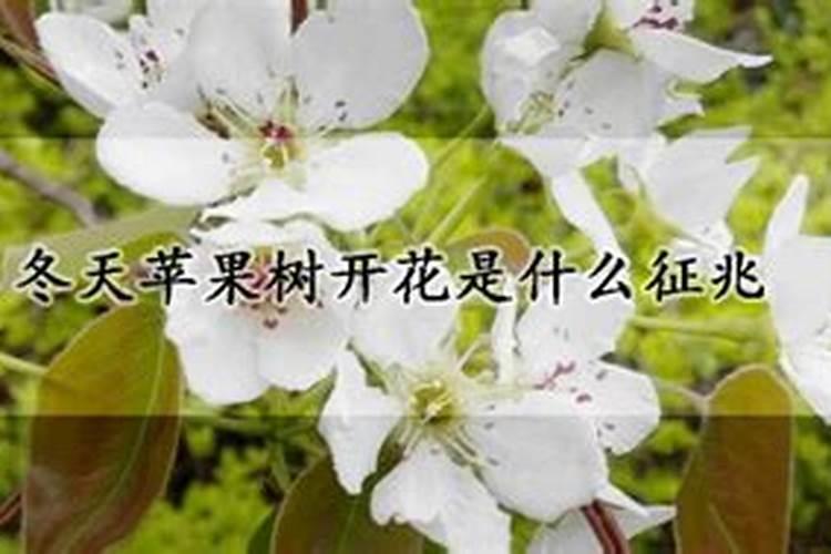 苹果树冬天开花什么原因？
