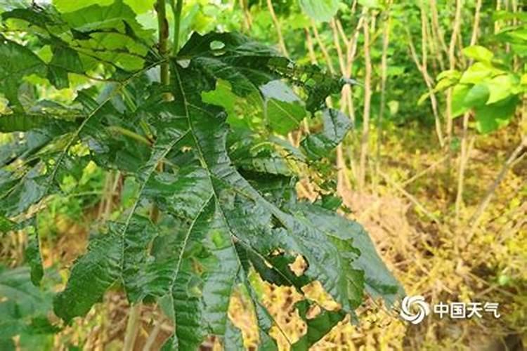 桑树病虫害防治技术