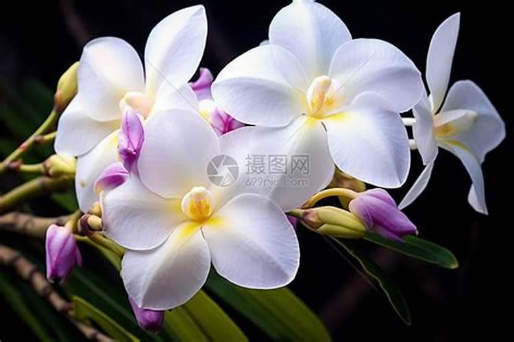 兰花盛放的秘密：全面管理指南