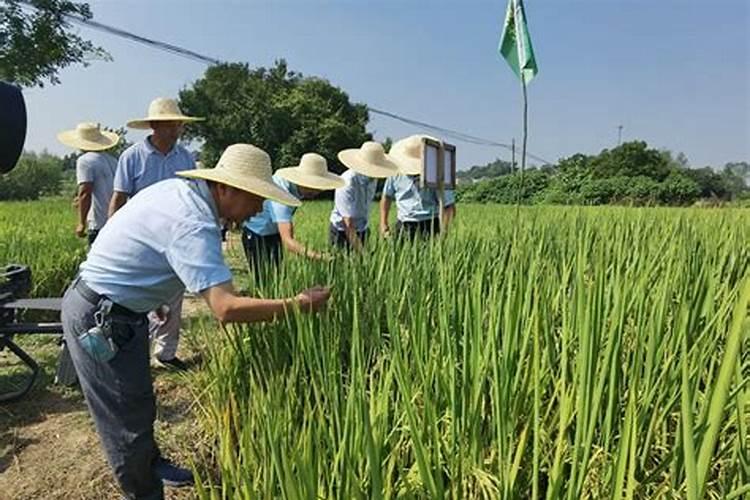 水稻种子收获保存技术标准