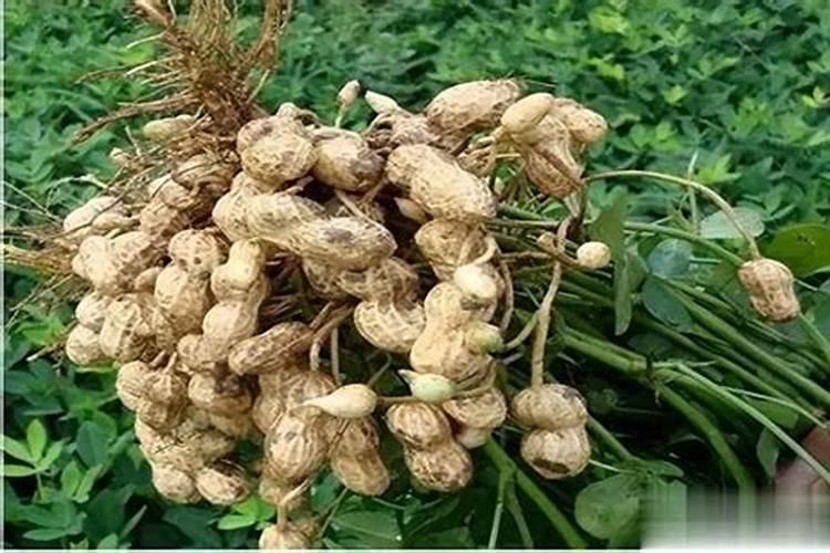 揭秘高产花生种植的黄金法则