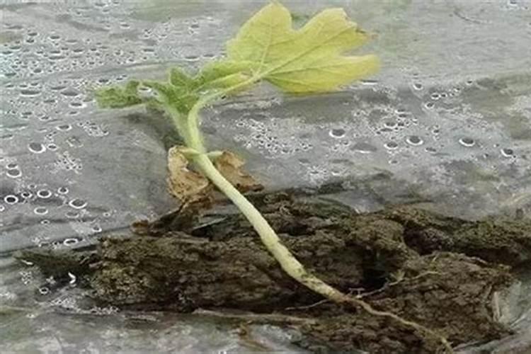 豆角沤根的困扰：原因剖析与防治策略