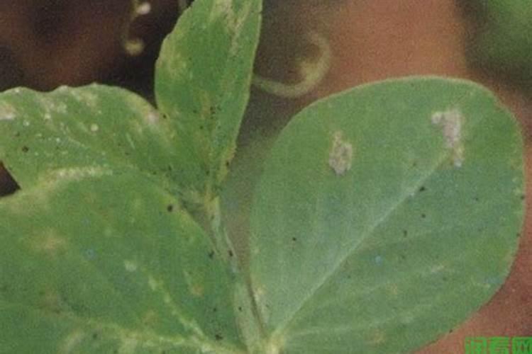 豌豆种植技术之霜霉病的防治