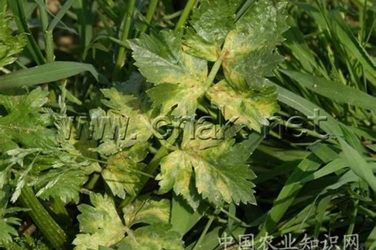 揭秘芹菜假黑斑病：症状识别与农户应对策略