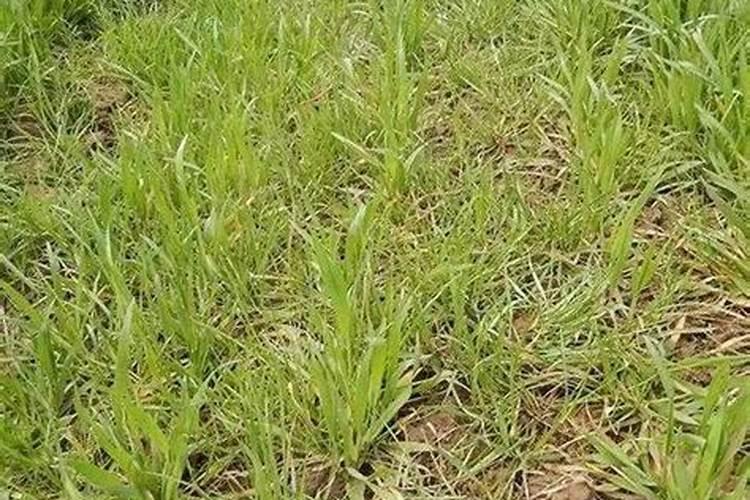 牧草变杂草，多花黑麦草危害加重？