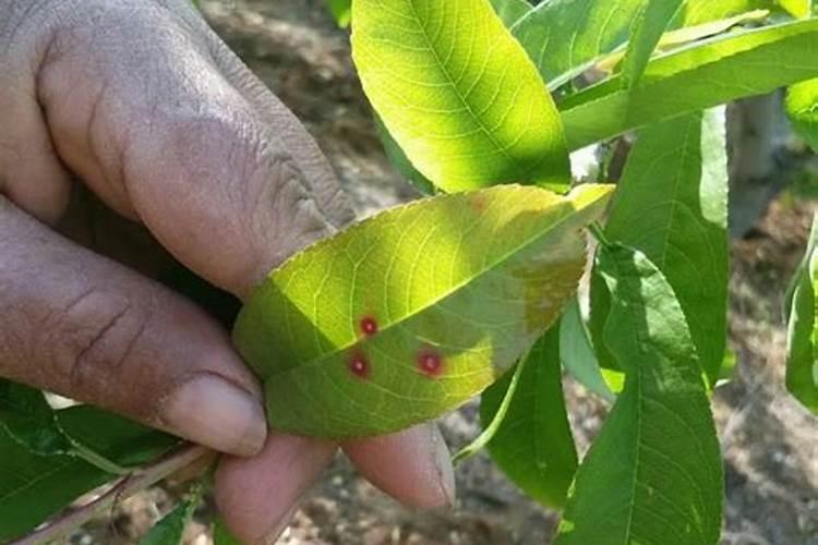 桃树穿孔病的病害防治措施