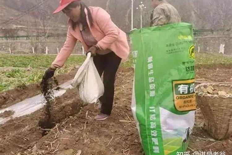 钾肥如何施用