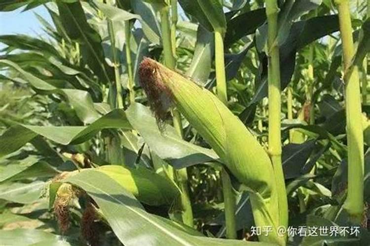 钾肥能当玉米追肥吗