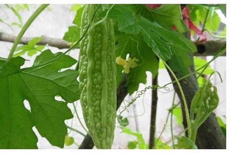 苦瓜高效施肥指南：时间与方法的完美结合？