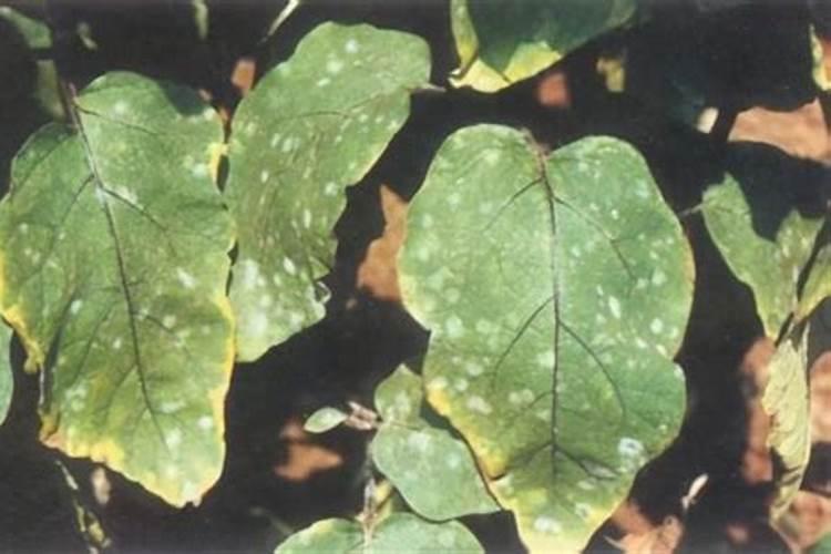 战胜茄子白粉病：全面防治策略解析