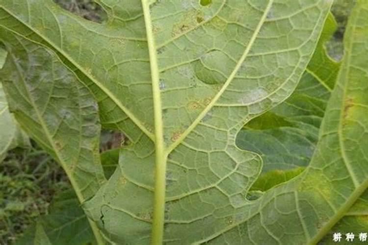 木瓜白粉病是如何引起的？该如何打药？