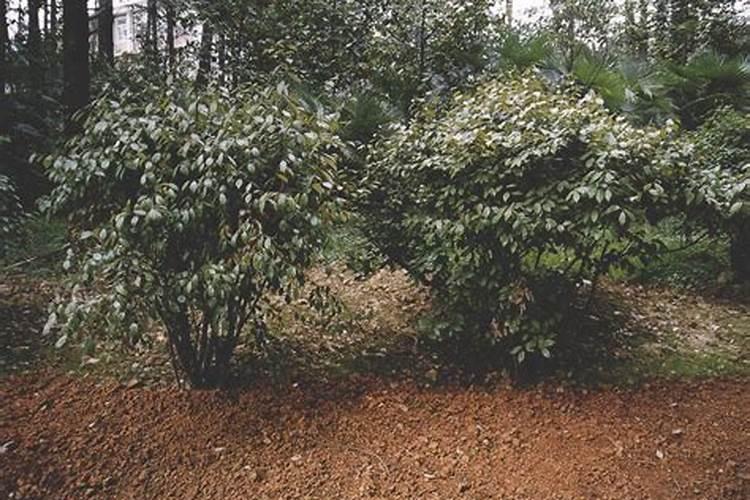 绿色宝藏：掌握乌药种植的科学方法？