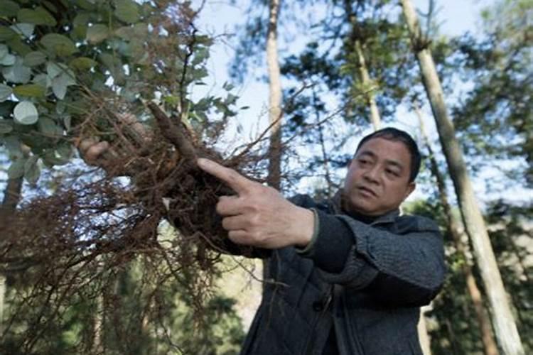 乌药种植技术与效益
