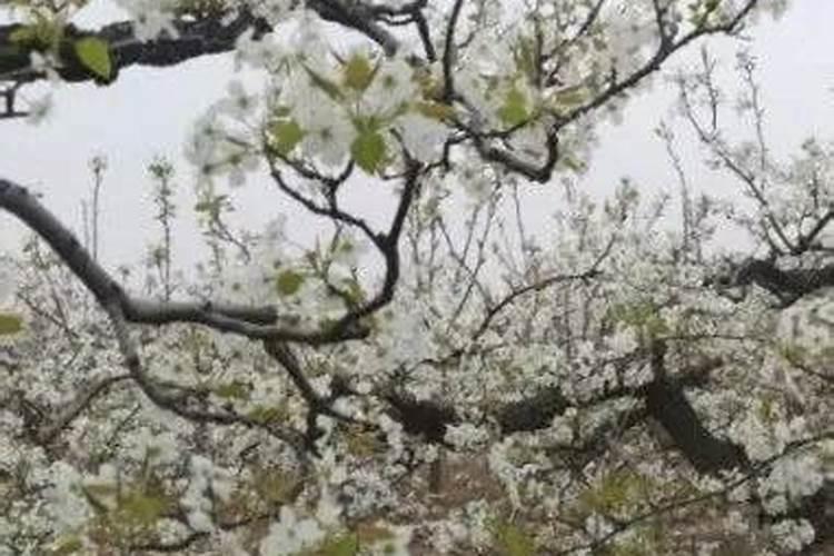 老、弱树梨园的树体改良技术