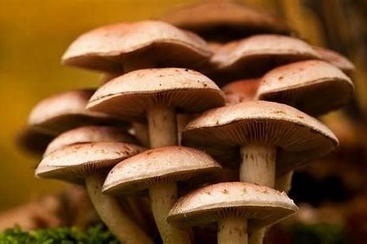 蘑菇生长环境蘑菇种植需要注意哪些问题？