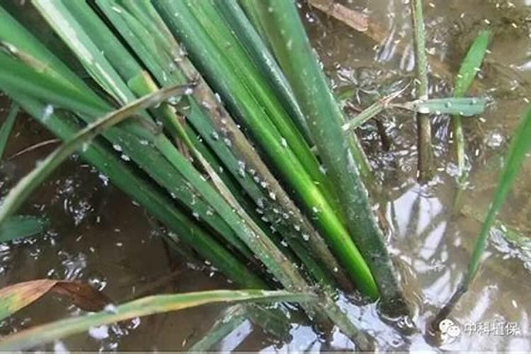 守护稻穗——水稻分蘖期稻飞虱防控的关键指标