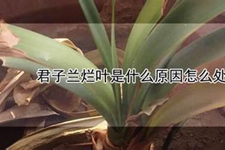 君子兰烂叶是什么原因怎么处理？