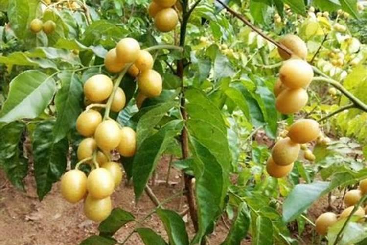 盆栽果树施肥的黄金法则：细节决定成败
