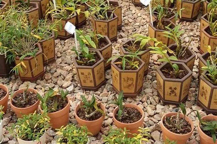 掌握盆栽秘诀：铁皮石斛的种植艺术