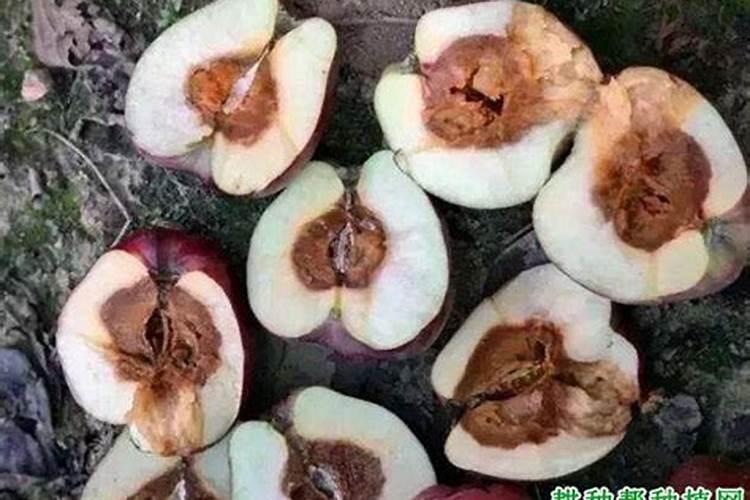 苹果园的守护神：科学防治策略彻底根除霉心病