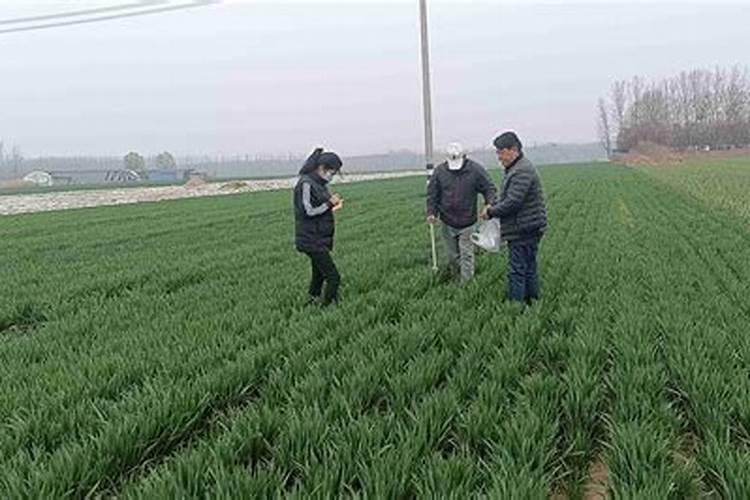 小麦田间管理的艺术：科学策略与细节关注