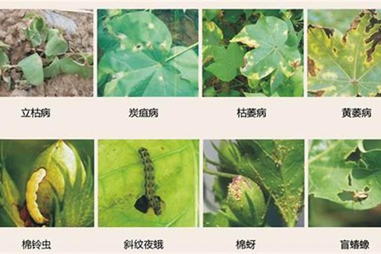 守护棉花田的绿色卫士：高效防治与高抗重茬农药解析