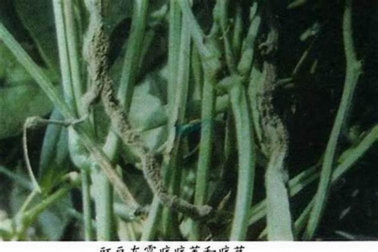 战胜植物杀手：揭秘枯萎病的克星